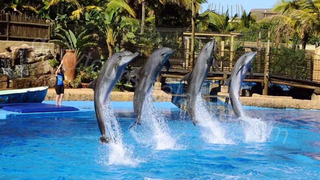 Alanya Dolphin Show Turu: Aileler ve Çocuklar İçin Eğlenceli Aktivite