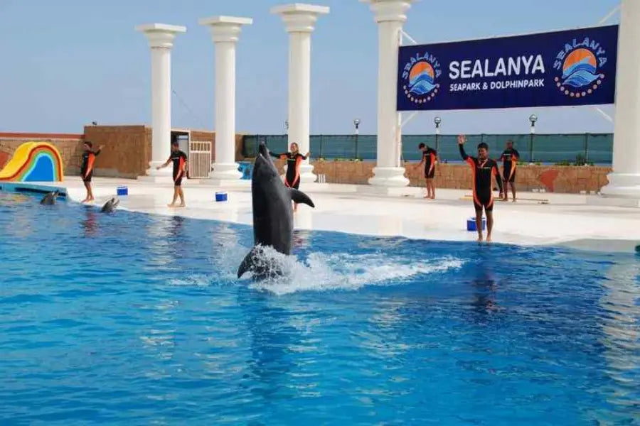 Alanya: Dolphin, Sea Lion Show & Swimming with Dolphin