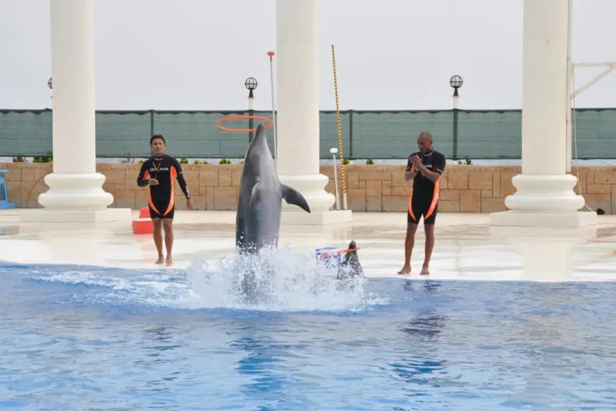 Alanya: Delfin- und Seelöwenshow &amp; Schwimmen mit Delfinen