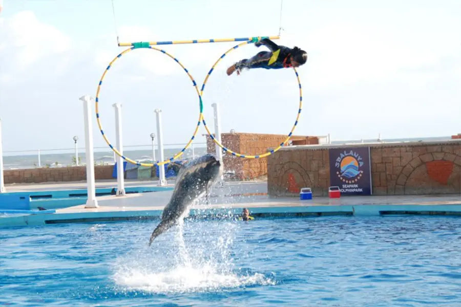 Alanya: Delfin- und Seelöwenshow &amp; Schwimmen mit Delfinen