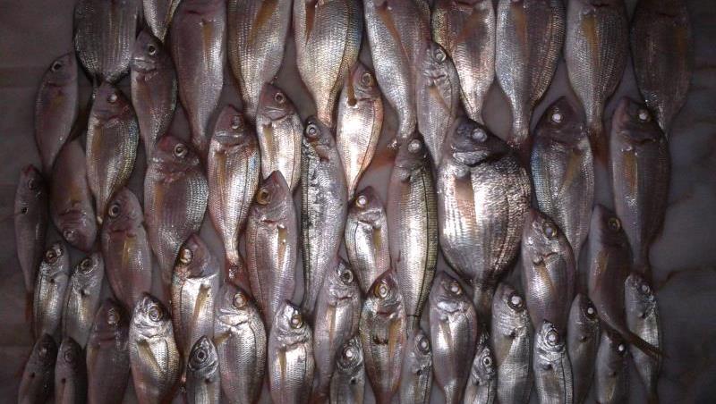 Alanya Fishing Tour with boat trip, sea fishing and scenic Mediterranean views