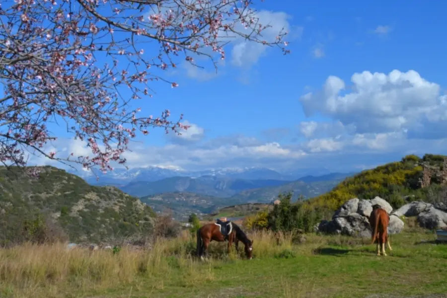 Alanya Horse Riding Tour: Horseback Riding Adventure