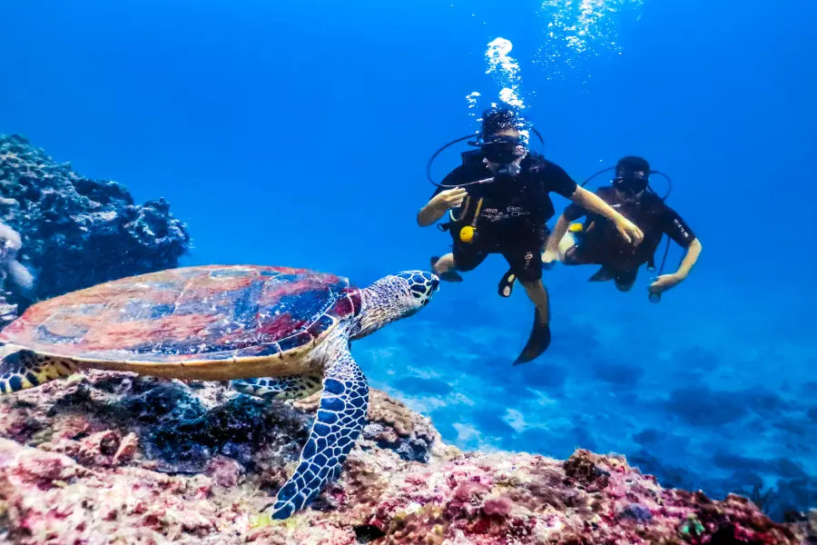 Alanya Scuba Diving Tour with underwater adventure, marine life and clear Mediterranean waters